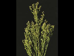 Vergerette du Canada(Erigeron canadensis)_5