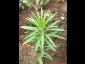 Vergerette du Canada(Erigeron canadensis)_6