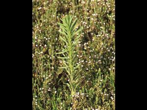Vergerette du Canada(Erigeron canadensis)_10