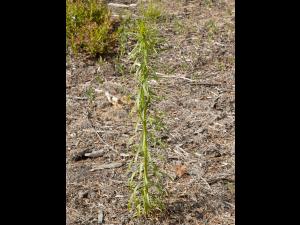 Vergerette du Canada(Erigeron canadensis)_12