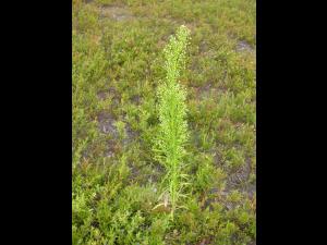 Vergerette du Canada(Erigeron canadensis)_13
