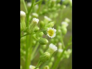 Vergerette du Canada(Erigeron canadensis)_14