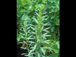 Vergerette du Canada(Erigeron canadensis)_18