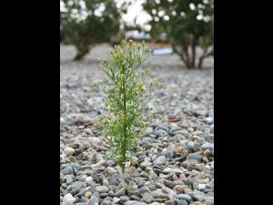 Vergerette du Canada(Erigeron canadensis)_19