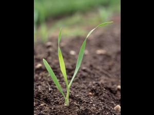 Folle avoine (Avena fatua)_1