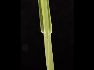 Folle avoine (Avena fatua)_14