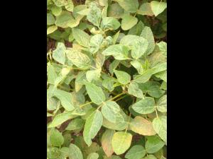 Soya - fomésafène (14)_8