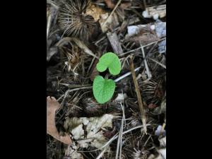 Grande bardane (Arctium lappa)_13