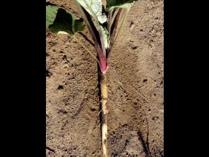 Petite bardane (Arctium minus)_4