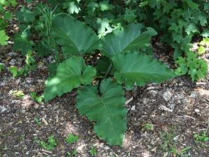 Petite bardane (Arctium minus)_15