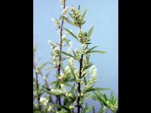 Armoise vulgaire(Artemisia vulgaris)_4