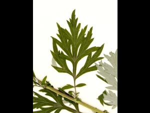 Armoise vulgaire(Artemisia vulgaris)_6