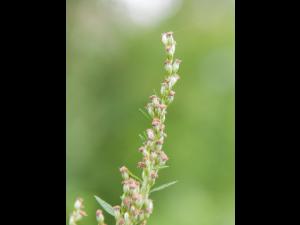 Armoise vulgaire(Artemisia vulgaris)_7