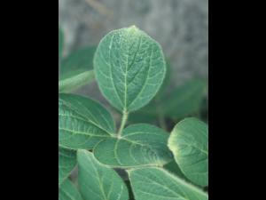 Soya - dicamba (4)_1