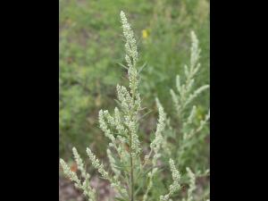 Armoise vulgaire(Artemisia vulgaris)_12