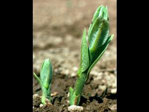 Asclépiade commune (Asclepias syriaca)_3