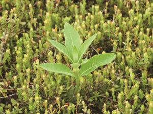 Asclépiade commune (Asclepias syriaca)_8
