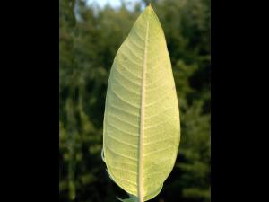 Asclépiade commune (Asclepias syriaca)_12