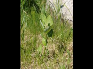 Asclépiade commune (Asclepias syriaca)_19
