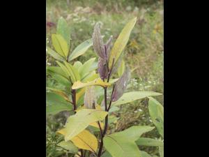 Asclépiade commune (Asclepias syriaca)_24