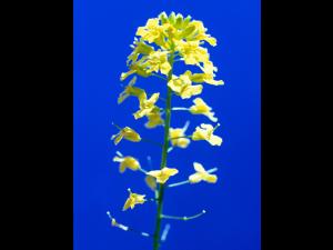 Barbarée vulgaire(Barbarea vulgaris)_4