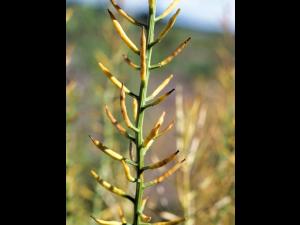 Barbarée vulgaire(Barbarea vulgaris)_6