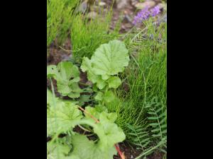 Barbarée vulgaire(Barbarea vulgaris)_16
