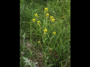 Barbarée vulgaire(Barbarea vulgaris)_17