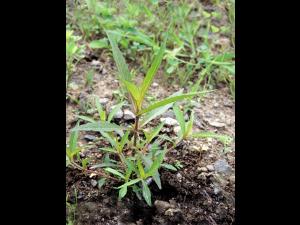 Bident penché(Bidens cernua)_2
