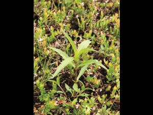 Bident penché(Bidens cernua)_7