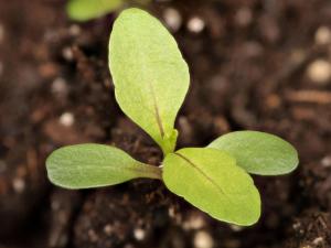 Bident penché(Bidens cernua)_16