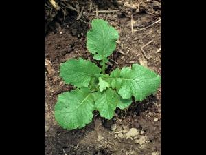 Moutarde oiseaux (Brassica rapa)_3