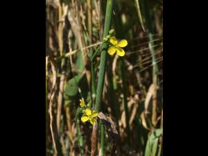 Moutarde oiseaux (Brassica rapa)_15