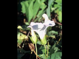 Liseron haies (Calystegia sepium)_4