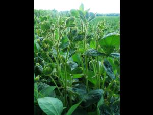 Soya - dicamba (4)_14