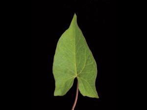 Liseron haies (Calystegia sepium)_12