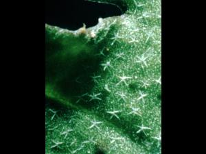 Bourse pasteur(Capsella bursa-pastoris)_7