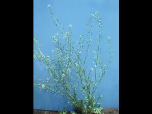 Bourse pasteur(Capsella bursa-pastoris)_9