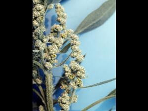 Chénopode blanc(Chenopodium album)_5