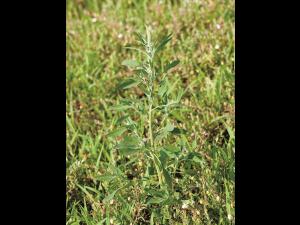 Chénopode blanc(Chenopodium album)_11