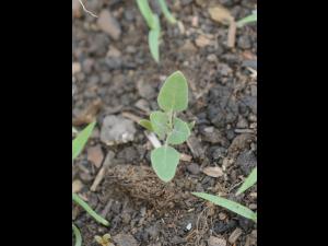 Chénopode blanc(Chenopodium album)_22