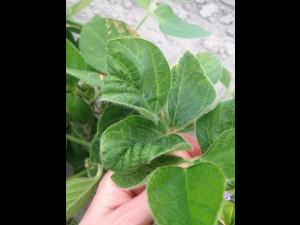 Soya - diméthénamide-P (15)_1