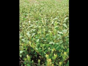 Chénopode glauque(Oxybasis glauca)_11