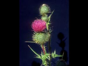 Chardon vulgaire(Cirsium vulgare)_8