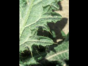 Chardon vulgaire(Cirsium vulgare)_9