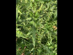 Chardon vulgaire(Cirsium vulgare)_14