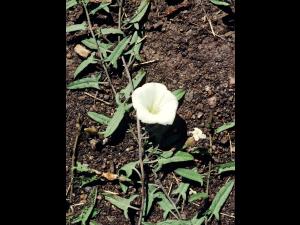 Liseron champs (Convolvulus arvensis)_1