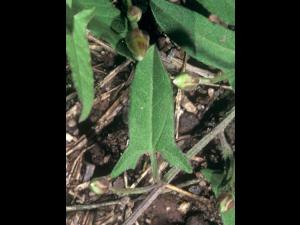Liseron champs (Convolvulus arvensis)_2