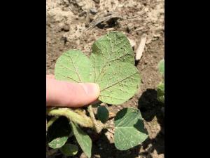 Soya - imazéthapyr (2)_5