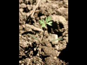 Carotte sauvage(Daucus carota)_1